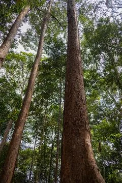 A low angle shot features a large tree trunk with rough reddish bark. 스톡 사진
