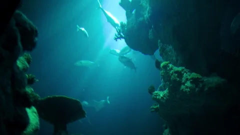 Low angle shot of fish through coral Stock Footage 84650650