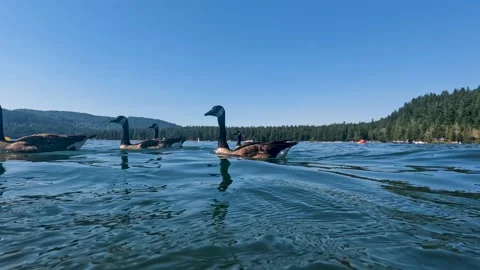 A low-angle shot of a flock of Canada Geese swimming in the Cultus Lake Stock Footage 202342048