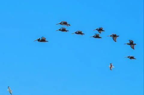 A low angle shot of a flock of flying crows and seabirds under the beautiful  Foto stock