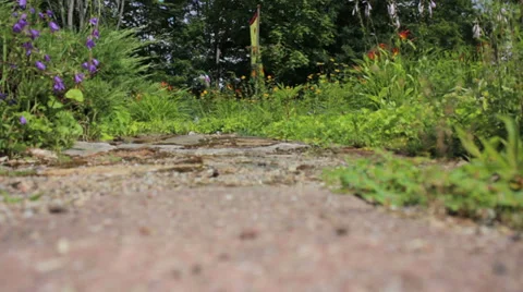 Low angle shot in flower garden Stock Footage 28889968