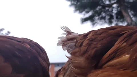 Low-angle shot focusing on curious white and brown hens in the foreground with a 動画素材 333554681
