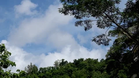 Low angle shot of forest foliage with a background of clouds in a blue sky Video stock 336844186