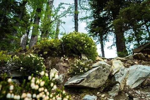 A low-angle shot in a forest shows lush green bushes and white flowers Foto stock
