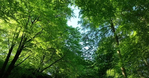 Low angle shot of a forest at sunrise Stock Footage 247801504