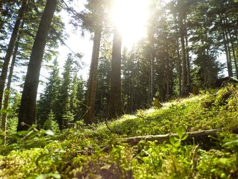 Low angle shot of forest trees, warm sun through the foliage Stock Photos