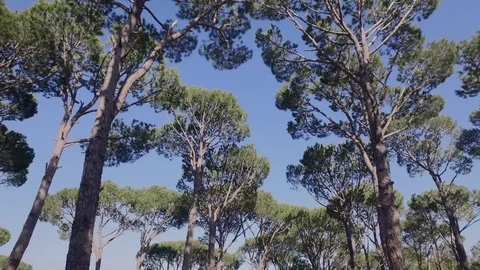 Low angle shot at the forrest Stock Footage 75683648