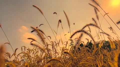 Low angle shot of foxtail grass swaying gently in the warm sunset light Video stock 341962479