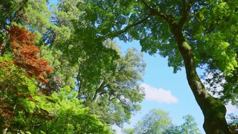 Low angle shot of fresh green trees against a blue sky at a temple in Saga Vídeos de archivo 337150518