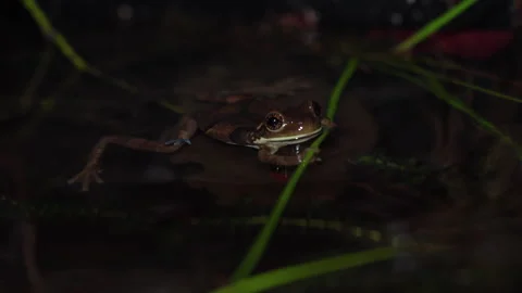Low angle shot of a frog floating near the shore of a tropical pond in Stock Footage 273349931