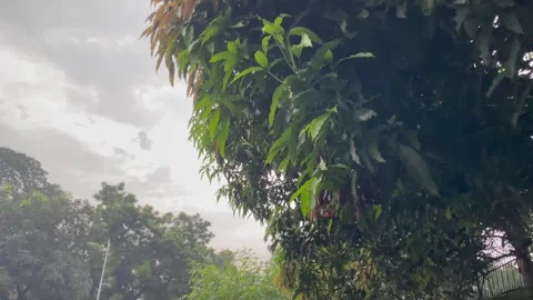Low Angle Shot of Fruiting Mango Tree Canopy Against Stormy Weather Sky. Stock Footage 345068680