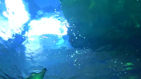 Low angle shot of Gentoo penguin, Pygoscelis Papua, swimming freely underwater. Vidéo 276400328
