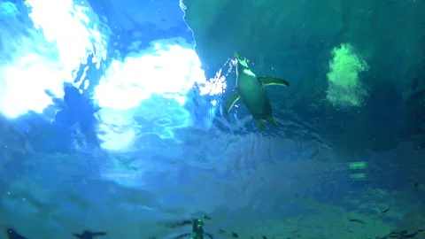 Low angle shot of Gentoo penguins, Pygoscelis Papua, swimming freely underwater. Vidéo 276883095