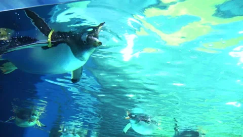 Low angle shot of Gentoo penguins, Pygoscelis Papua, swimming freely underwater. Stock Footage 311613086