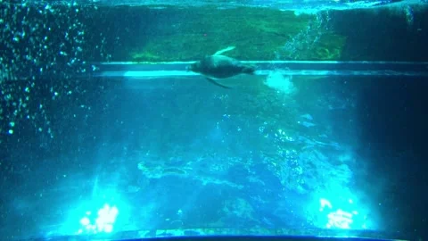Low angle shot of Gentoo penguins swimming fast and freely underwater. 4K Stock Footage 337142951