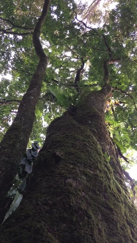 Low Angle Shot of Giant Mossy Tree in Dense Tropical Rainforest Video stock 347247103