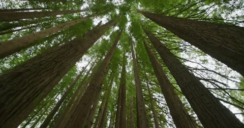 Low Angle Shot Of Giants Redwood Forest, 8K Vídeos de archivo 332257253