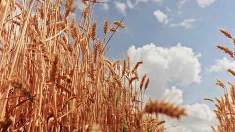 Low Angle Shot of Golden Wheat Stalks Against a Blue Sky with Clouds Stock Footage 339326162