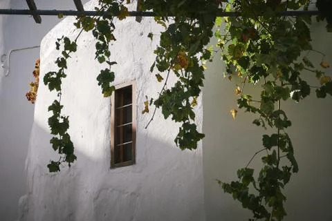 Low angle shot of a grape tree hanging down a white building in Paros, Greece Stock-Fotos