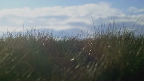 Low Angle Shot of Grass and Sky 스톡 동영상 233127570