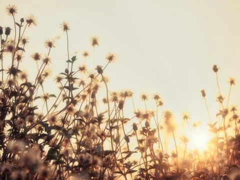 A low-angle shot of grass blossoms in the forest during the evening time, wit Stock Photos