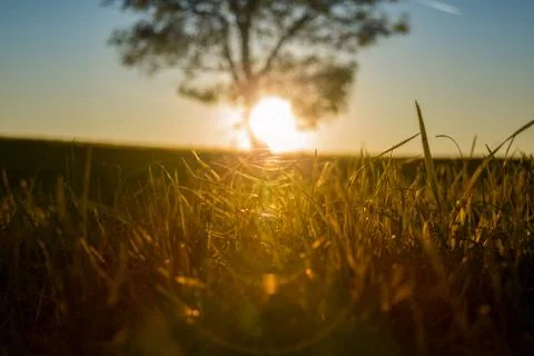 Low angle shot of grass Stock Photos