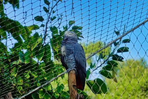 Low angle shot of a gray parrot sleeping on a gate Stock Photos