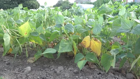 Low angle shot of green bean plants with foliage and pods moving in a soft .. Stock-Footage 346392057
