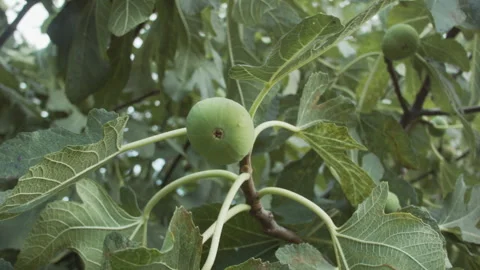 Low Angle Shot of Green Fig on Tree in Greece Stock Footage 329914081