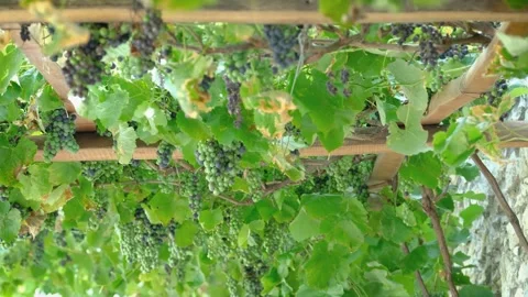 Low Angle Shot of Green Grapes Hanging from Wooden Pergola 動画素材 249878427