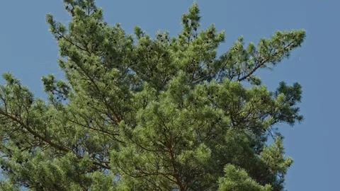 Low-angle shot of a green pine treetop with pinecones against blue sky Stock Footage 337390165