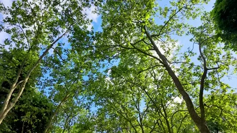 Low Angle Shot of Green Plane Tree Canopy in Paris France Stock Footage 335807878