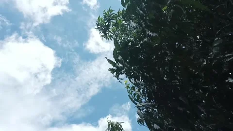 Low angle shot of green tree leaves waving in the wind Stock Footage 333299277