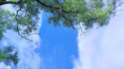 Low angle shot of green tree branches swaying against dynamic bright blue s.. Видео 343554859