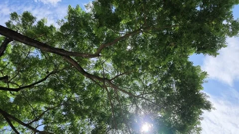 Low Angle Shot of Green Tree Canopy with Sunlight Flashes and Blue Sky Vídeos de archivo 345620457