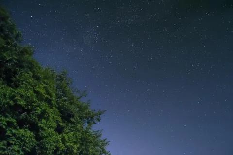 Low angle shot of a green tree with a starry night blue sky in the background Stock Photos