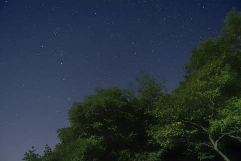 Low angle shot of a green tree with a starry night blue sky in the background Stock Photos