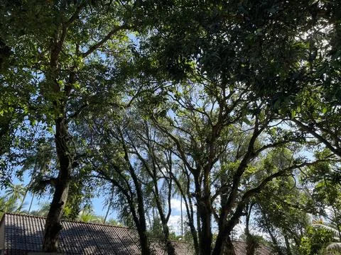 Low angle shot of green tree branches in daytime Stock Photos