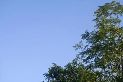 Low angle shot of green tree branches in the morning Stock Photos