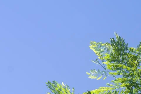 Low angle shot of green tree branches in the morning Stock Photos