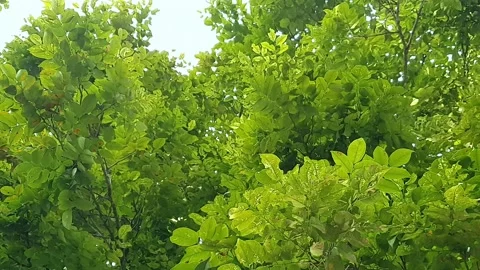 Low angle shot of green trees in the park Stock-Footage 146632523