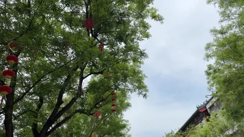 Low Angle Shot of Green Trees with Red Chinese Lanterns on a Sunny Day Stock Footage 333472389