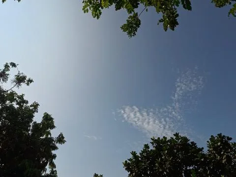 A low-angle shot of green trees framing a bright blue sky with wispy clouds.. Stock Photos