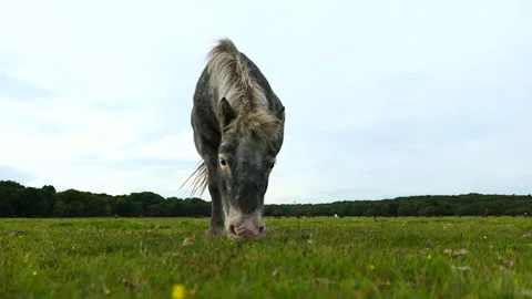 Low angle shot of grey pony eating grass at The New Forest Stock Footage 244745216