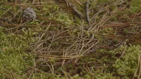 Low angle shot of ground covered moss, needles and cones in pine forest Stock Footage 80782494