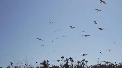 Low angle shot of a group of flying seagulls. Stock Footage 116438048