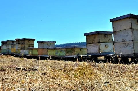 A low angle shot of a group of old hives in the middle of a field on a beauti 스톡 사진