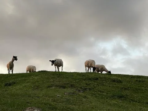 Low angle shot of group of sheeps standing on top of a green hill Stock Photos