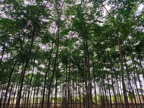 Low angle shot of growing high trees Stock Photos