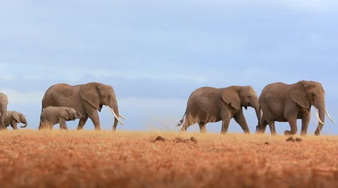 Low angle shot of a herd of elephants Stock Footage 44809882